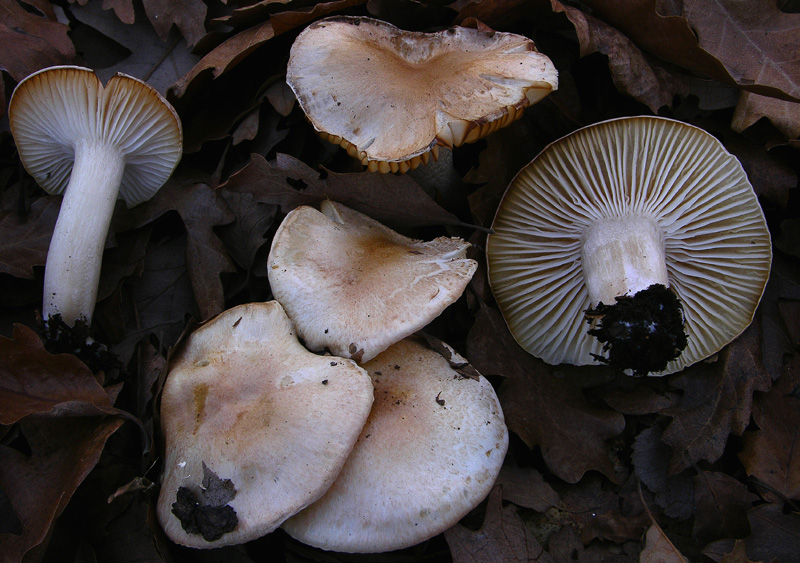 Ritrovamenti odierni.